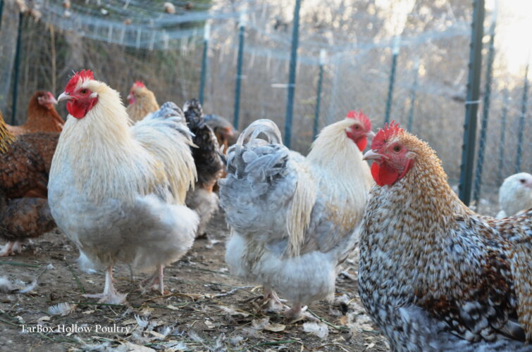 Dual-Purpose Orpington Chickens for Any Farm